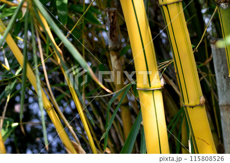Yellow bamboo (Bambusa Vulgaris) in the garden Yellow bamboo (Bambusa Vulgaris) in the garden 115808526