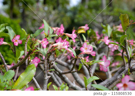 Adenium obesum tree with pink flowers. Green leaves 115808530