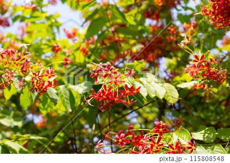 Rangoon creeper or Burma creeper,  Combretum indicum 115808548
