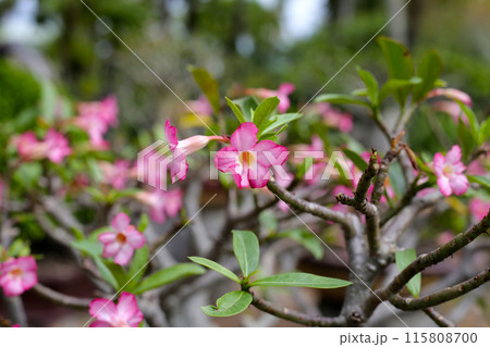 Adenium obesum tree with pink flowers. Green leaves Adenium obesum tree with pink flowers. Green leaves 115808700