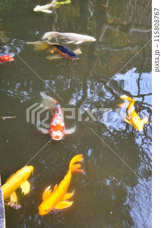 皇居東御苑　二の丸庭園　二の丸池　ヒレナガニシキゴイ（東京都千代田区） 115808767