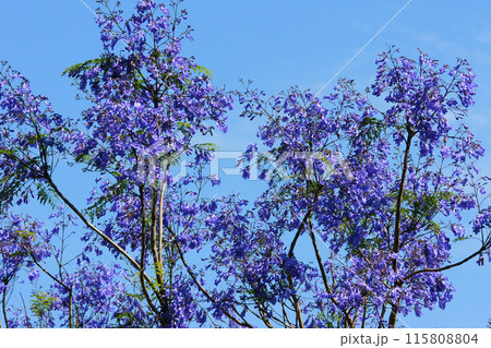 世界三大花木 115808804