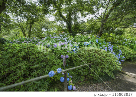 矢田寺（奈良県）境内に咲くアジサイ 115808817