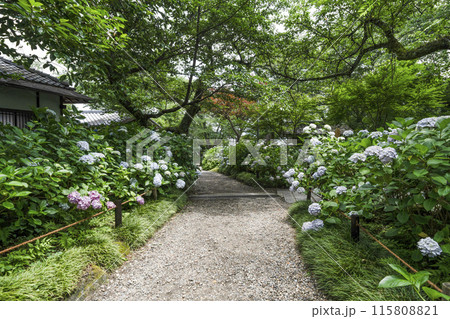矢田寺（奈良県）あじさい園 115808821