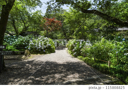 矢田寺（奈良県）あじさい園 115808825