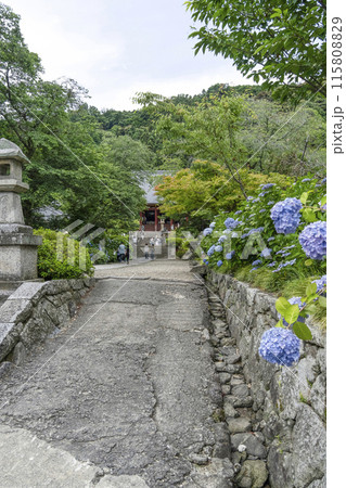 矢田寺（奈良県）境内に咲くアジサイ 115808829