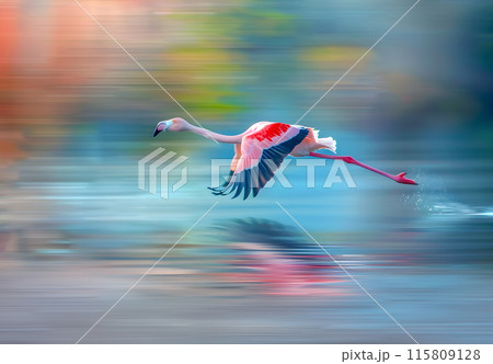 Full frame of flamingo flying at high speed over water with blurred background. 115809128