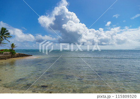 A scenic beach featuring palm trees, under a blue sky dotted with clouds 115809320