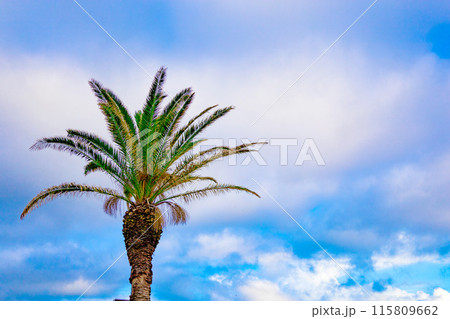 【背景】清々しい美しい朝・青空の元名海岸ビーチのヤシの木・椰子の木と空(千葉県) 【背景】清々しい美しい朝・青空の元名海岸ビーチのヤシの木・椰子の木と空(千葉県) 115809662