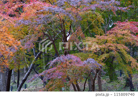 紅葉したモミジ 115809740