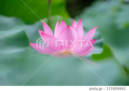 蓮の花のある風景 蓮の花のある風景 115809842