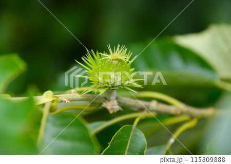 初夏のまだ青い小さな栗の実 115809888