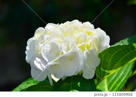 アジサイ 115809908