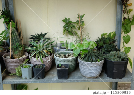 Various small cacti on a plant shelf inside the house Various small cacti on a plant shelf inside the house 115809939
