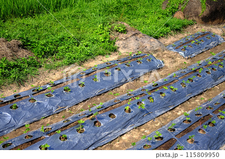 nursery plant sulfur cosmos flowers agriculture field plot on hill nursery plant sulfur cosmos flowers agriculture field plot on hill 115809950