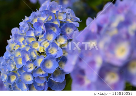 アジサイ 115810055