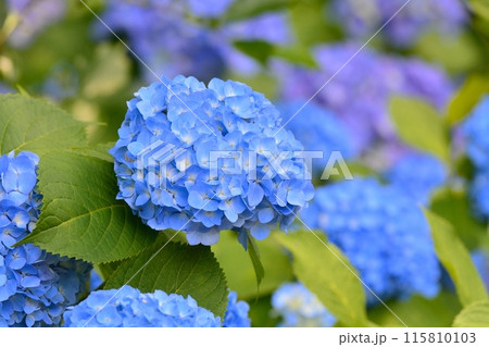 アジサイ 115810103