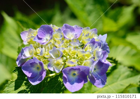 アジサイ 115810171