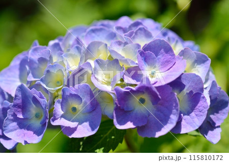 アジサイ 115810172