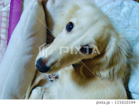 新しい飼い主の家に来て、どことなく寂しげなハッピー。 115810194