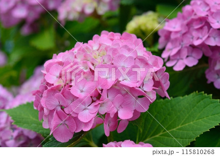 アジサイ 115810268