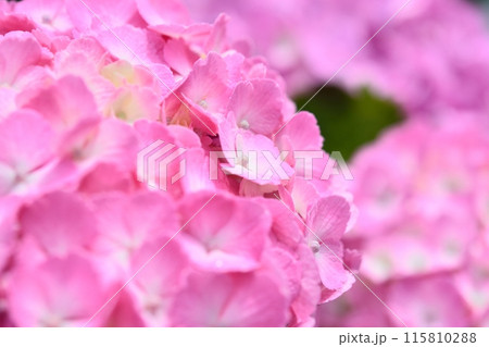 アジサイ 115810288