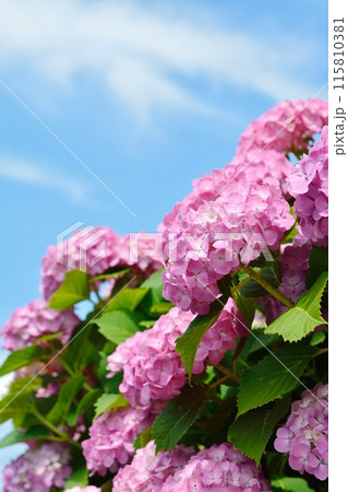 梅雨の晴れ間に咲くアジサイ 115810381