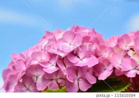 梅雨の晴れ間に咲くアジサイ 梅雨の晴れ間に咲くアジサイ 115810384