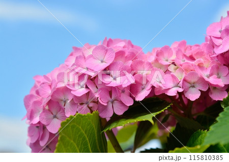 梅雨の晴れ間に咲くアジサイ 梅雨の晴れ間に咲くアジサイ 115810385