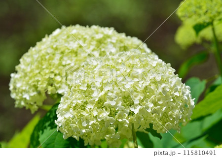 アジサイ 115810491