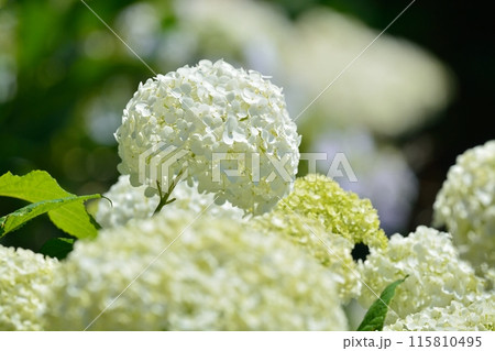 アジサイ 115810495