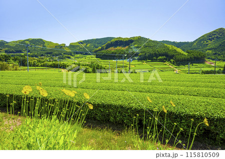 知覧茶園 115810509