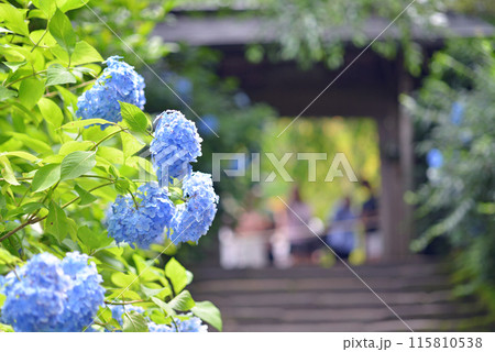 鎌倉　明月院山門とアジサイ 115810538