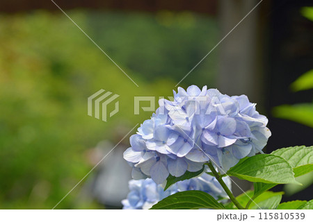 鎌倉　明月院のアジサイ一輪 115810539
