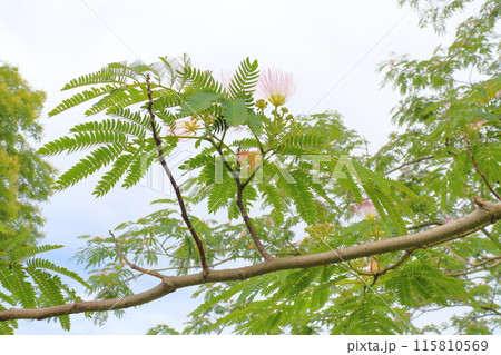 ネムノキ 花 曇り空 ネムノキ 花 曇り空 115810569