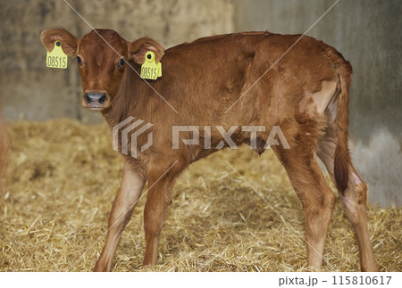Cute newborn calf on a farm in Denmark close-up Cute newborn calf on a farm in Denmark close-up 115810617