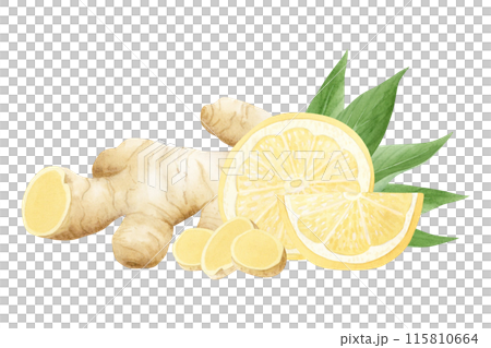 Watercolor lemons and ginger plant roots and slices illustration in pastel yellow, beige and green colors isolated on white. Citrus fruits and vegetables for organic healthy food designs Watercolor lemons and ginger plant roots and slices illustration in pastel yellow, beige and green colors isolated on white. Citrus fruits and vegetables for organic healthy food designs 115810664