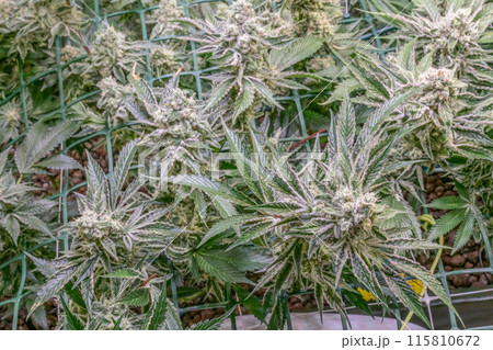 female blossom marijuana SoG Sea of Green net hemp cultivation technique Growing pot indoor bloom stage growth Medical 115810672