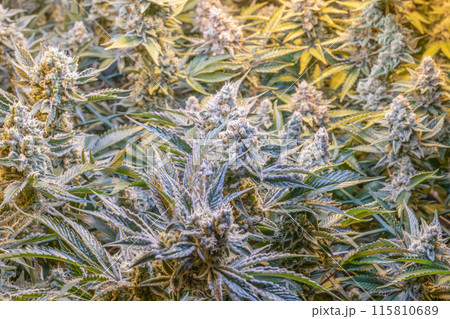 female blossom marijuana SoG Sea of Green net hemp cultivation technique Growing pot indoor bloom stage growth Medical female blossom marijuana SoG Sea of Green net hemp cultivation technique Growing pot indoor bloom stage growth Medical 115810689