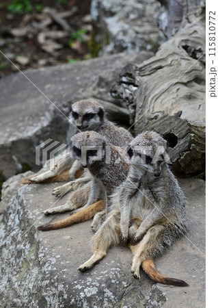 ミーアキャット 115810772