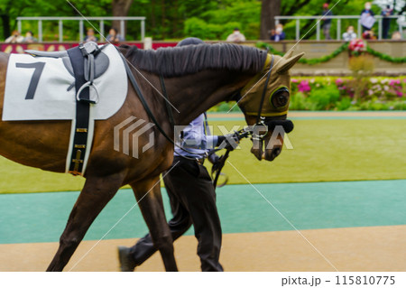 札幌競馬場パドック 115810775