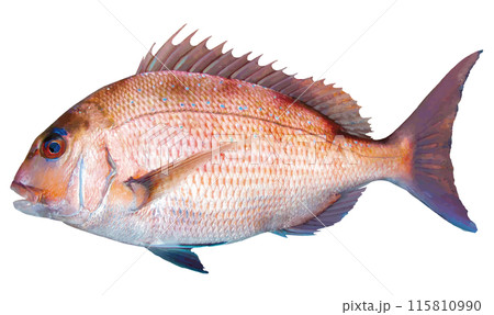 日本の祝い魚、若くて活きのいいマダイのリアル調切り抜きイラスト 日本の祝い魚、若くて活きのいいマダイのリアル調切り抜きイラスト 115810990