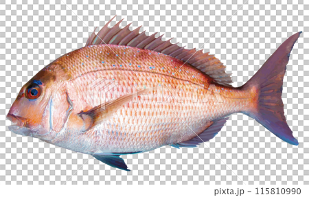 日本の祝い魚、若くて活きのいいマダイのリアル調切り抜きイラスト 日本の祝い魚、若くて活きのいいマダイのリアル調切り抜きイラスト 115810990