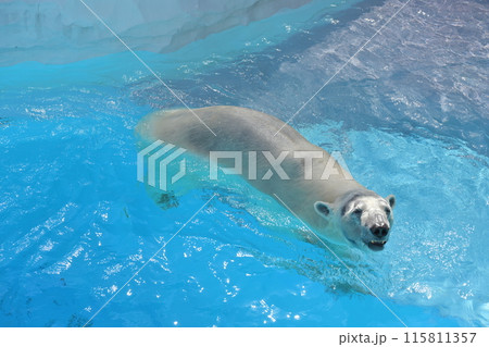 平川動物公園の北極熊 平川動物公園の北極熊 115811357
