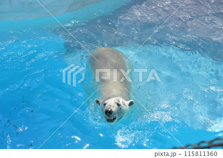 平川動物公園の北極熊 平川動物公園の北極熊 115811360