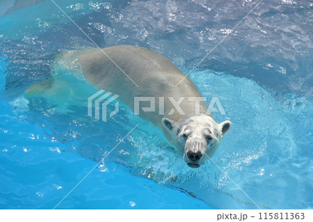 平川動物公園の北極熊 115811363