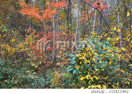 沼沢湖へ行きました #60 沼沢湖へ行きました #60 115811462