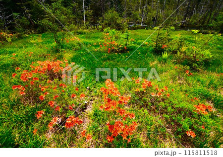 高原に咲くレンゲツツジ 115811518