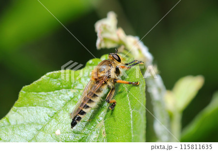 明るい日光の元、森の青葉上にシオヤアブの雌（自然光＆ストロボ・マクロレンズ接写） 115811635