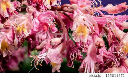 Blooming red horse-chestnut flowers macro Blooming red horse-chestnut flowers macro 115811672